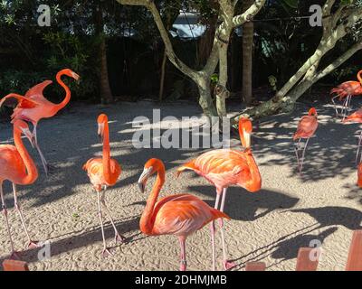 Les flamants rose et orange la sieste et balade autour dans un stylo à un zoo. Banque D'Images