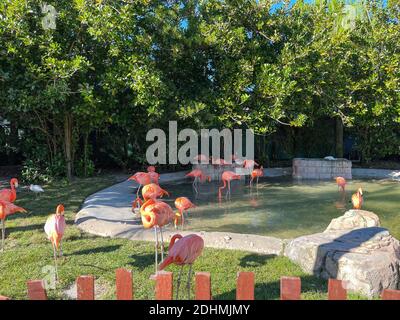 Les flamants rose et orange la sieste et balade autour dans un stylo à un zoo. Banque D'Images