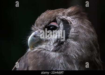 Verreauxs connu sous le nom de Milky Eagle Owl Bubo Lacteus vue latérale portrait gros plan Banque D'Images