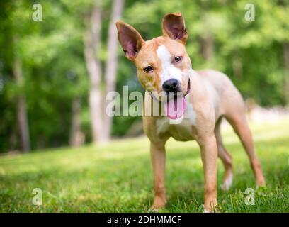 Un chien de race mixte Pit Bull Terrier rouge et blanc heureux avec de grandes oreilles, en écoutant avec une inclinaison de la tête Banque D'Images