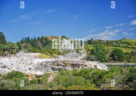 Avis de Pohutu Geyser, vivant de Whakarewarewa Village Thermal, Rotorua, Bay of Plenty, North Island, New Zealand Banque D'Images