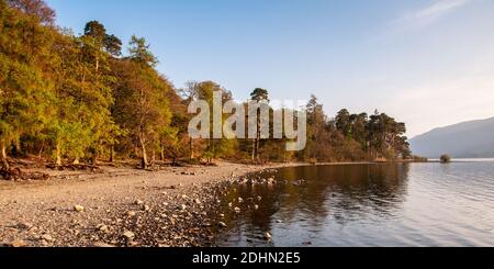 Le soleil brille sur les bois sur les rives de Derwent Water, dans le Lake District d'Angleterre. Banque D'Images