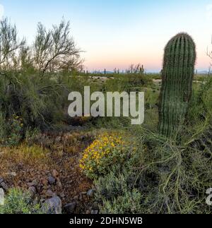 Arbustes du désert, bleu palo verde, pinceau cassant et un jeune cactus saguaro dans le parc national de Picacho Peak (Arizona, États-Unis). Mars 2020. Banque D'Images