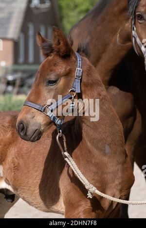 Belle tête plate marron, avec un halter, au printemps. Regarde de côté. Banque D'Images