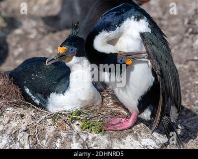 Paire de cerfs impériaux (Phalacrocorax atriceps) nichant à l'île de Saunders, dans les îles Falkland Banque D'Images