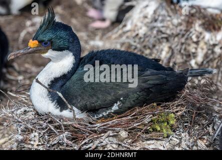 Le cerf impérial (Phalacrocorax atriceps) nichant à l'île de Saunders, dans les îles Falkland Banque D'Images