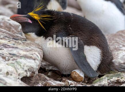 Manchot macaroni (Eudyptes chrysolophus) assis sur son nid à l'île des Sounders, dans les îles Falkland. Banque D'Images