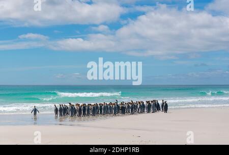 Troupeau de pingouins roi (Aptenodytes patagonicus patagonicus) sur la plage de Volunteer point, île Falkland est. Banque D'Images