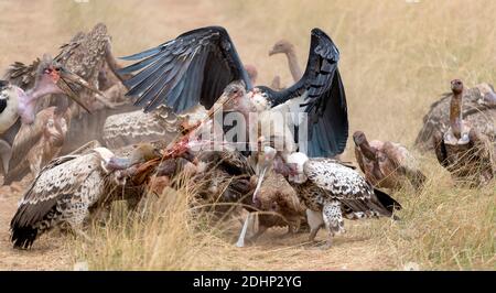Vautours et cigognes marabout qui se battent pour la nourriture à Maasai Mara, Kenya. Banque D'Images