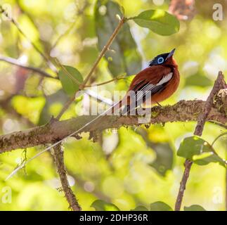 Homme du flycatcher du paradis malgache (Terpsiphone mutata, mue rouge) d'Andasibe, est de Madagascar Banque D'Images