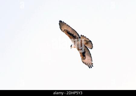 Aigle à ventre roux (Aquilla kienerii) du parc national de Kanha, Madhya Pradesh, Inde. Banque D'Images