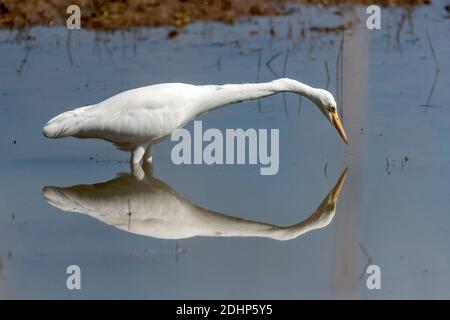 Grand Egret (Ardea alba) du parc national de Kanha, Madhya Pradesh, Inde. Banque D'Images