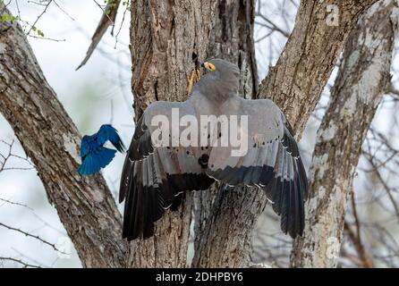 Buse d'Harrier africaine (Polyboroides typus) essayant de voler un nid d'étoiles dans le parc national Kruger, en Afrique du Sud. Banque D'Images