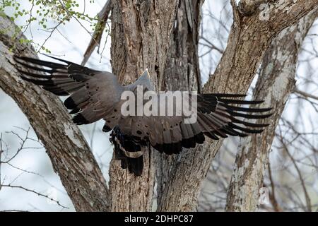 Buse d'Harrier africaine (Polyboroides typus) essayant de voler un nid d'étoiles dans le parc national Kruger, en Afrique du Sud. Banque D'Images