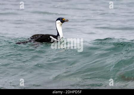 Le cerf de l'Antarctique (Phalacrocorax bransfidensis) de l'île du Roi George, îles Shetland du Sud, Antarctique. Banque D'Images