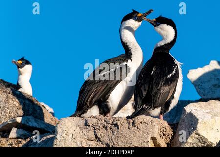 Paire de cormorans antarctiques ((Phalacrocorax bransfidensis) à leur site de nidification à Hydrurga Rocks, Antarctique. Banque D'Images