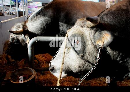 Atmosphère pendant le 53e salon agricole international à Paris, France, le 28 février 2016. Photo d'Alain Apaydin/ABACAPRESS.COM Banque D'Images