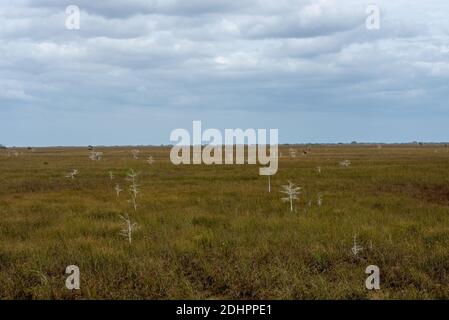 Petits jeunes pousses dans le vaste marais des Everglades pendant la saison sèche Banque D'Images