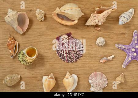 Palourdes de mer sur une table en bois. Mollusques sur table en bois. Banque D'Images