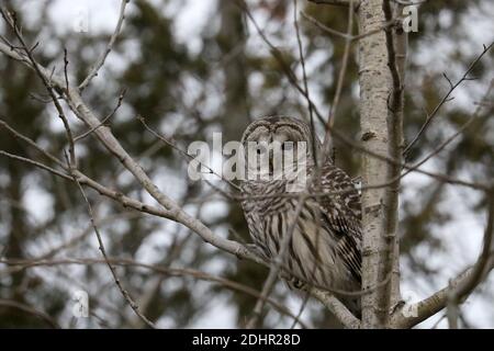 Hibou barré au parc Presquile Banque D'Images