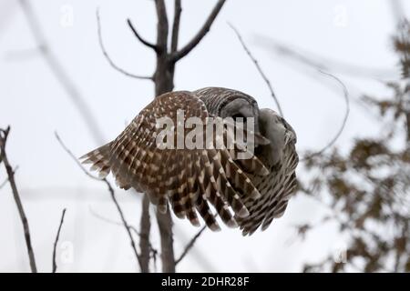 Hibou barré au parc Presquile Banque D'Images