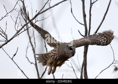 Hibou barré au parc Presquile Banque D'Images