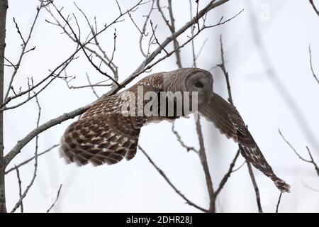 Hibou barré au parc Presquile Banque D'Images