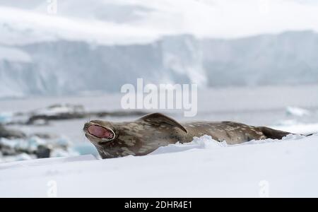 Weddell Seal (Leptonychotes weddellii) du port de Mikkelsen, île Trinity, Antarctique Banque D'Images