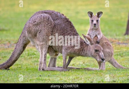 kangourous gris de l'est avec joey dans le parc national des Grampians, Victoria, Australie Banque D'Images