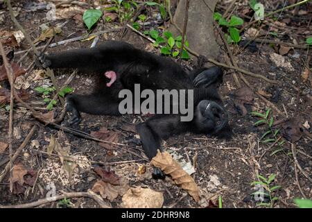 Macaques noires à crête (Macaca nigra) reposant sur le fond de la forêt dans la réserve naturelle de Tangkoko, au nord de Sulawesi, en Indonésie. Banque D'Images