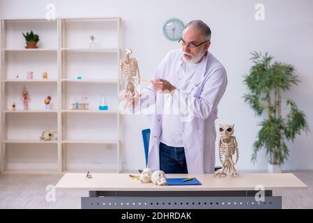 Ancien paléontologue examinant les oiseaux au laboratoire Banque D'Images