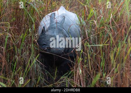 Rhinocéros indiens (Rhinoceros unicornis) parmi l'herbe d'éléphant dans le PN de Kaziranga, Assam, Inde. Banque D'Images