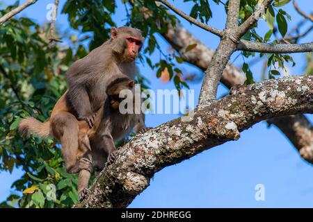 Une paire de rhésus macaques (Macaca mulatta) s'accouplent dans les sommets des arbres. Photo du parc national de Kaziranga, Assam, nord-est de l'Inde. Banque D'Images