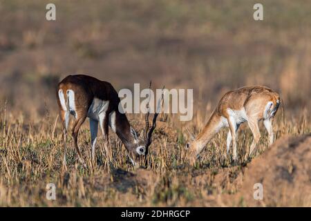 Paire de blackbuck (Antilope cervicapra) du parc national de Kanha, Madhya Pradesh, Inde. Banque D'Images