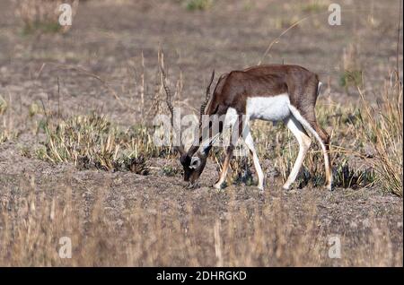 Homme de blackbuck (Antilope cervicapra) du parc national de Kanha, Madhya Pradesh, Inde. Banque D'Images