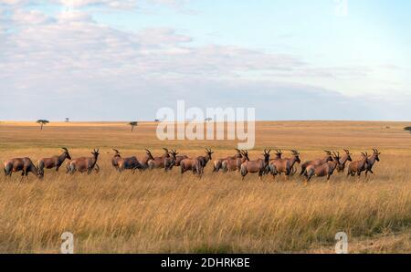 Troupeau d'antilopes topi (Damaliscus korrigum) sur la savane de Maasai Mara, Kenya. Banque D'Images