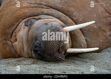 Morse (Odobenus rosmarus) à Polepynten, Forland de Prins Karl, Spitsbergen, Svalbard, Norvège. Banque D'Images