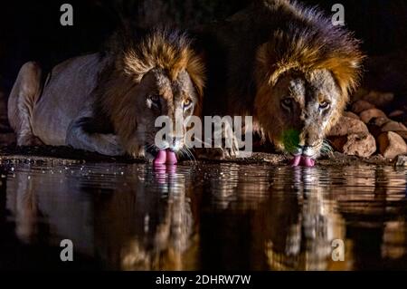Lions de sexe masculin buvant dans la réserve privée de Zimanga, Afrique du Sud. Banque D'Images