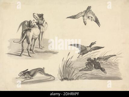 Feuille d'études de Hounds, Lièvre, Falcon et Canards, attribuée à Samuel Howitt, 1756–1822, Britannique, non daté, stylo et encre noire, graphite, et lavage gris sur papier de vélin moyen, légèrement texturé, crème, feuille: 8 5/8 × 12 3/8 pouces (21.9 × 31.4 cm), chiens (animaux), canards, faucon (oiseau), sujet de genre, lapin Banque D'Images