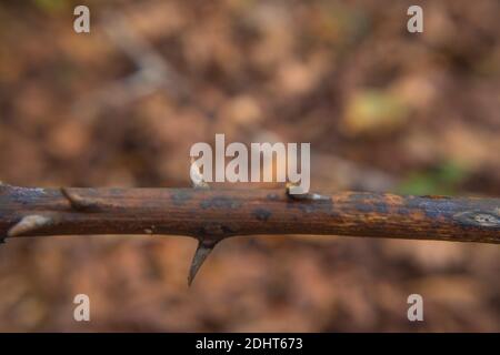 Une étrange plante épineuse dans la forêt macro-shot Banque D'Images