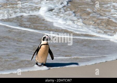 Un manchot africain marche sur la plage de Boulders (partie du parc national de Table Mountain) près de la ville de Simon's, en Afrique du Sud. Banque D'Images