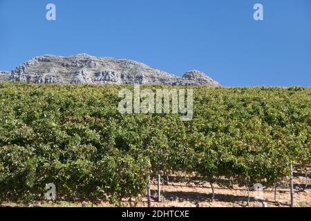 Vignes, vin de croître sur la Montagne de la table ci-dessous, dans le quartier de Constantia, Cape Town, Afrique du Sud. Banque D'Images