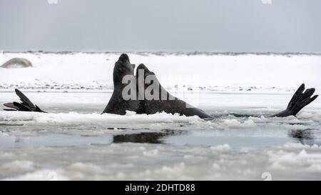 Deux jeunes éléphants de mer du sud (Mirounga leonina) pratiquant des combats à Turret point, île du Roi George, îles Shetland du Sud, Antarctique Banque D'Images