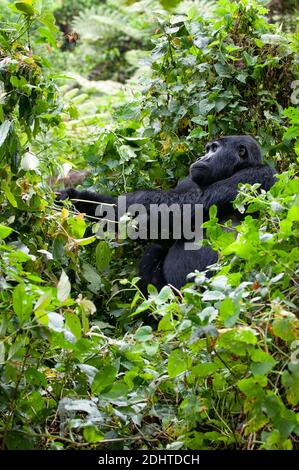 Gorilla de montagne (Gorilla berengei berengei) du parc national impénétrable de Bwindi, Ouganda. Banque D'Images