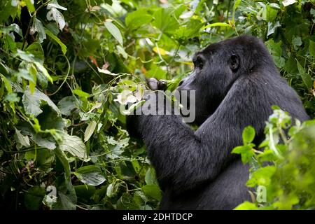 Gorilla de montagne (Gorilla berengei berengei) du parc national impénétrable de Bwindi, Ouganda. Banque D'Images