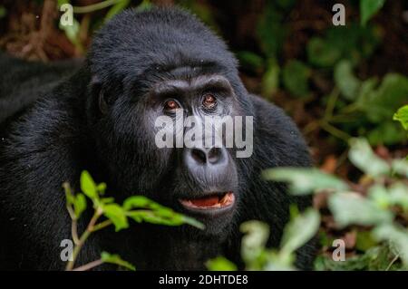 Gorilla de montagne (Gorilla berengei berengei) du parc national impénétrable de Bwindi, Ouganda. Banque D'Images