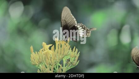 le papillon mormon commun (papillio polytes) suce le nectar des fleurs, campagne du bengale occidental en inde Banque D'Images