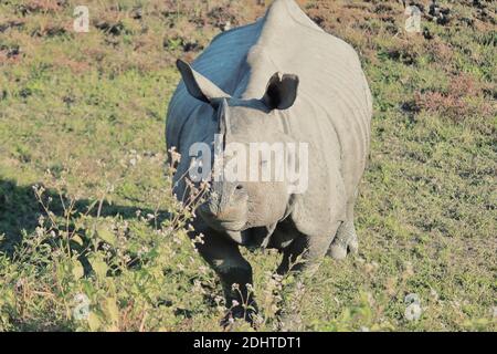 espèce menacée, un rhinocéros indien (rhinocéros unicornis) dans le parc national du kaziranga (site du patrimoine mondial de l'unesco) assam, dans le nord-est de l'inde Banque D'Images