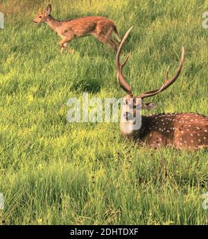 un cerf à chier mâle ou un cerf à pois (axe) dans le parc national de bandipur, karnataka, dans le sud de l'inde Banque D'Images