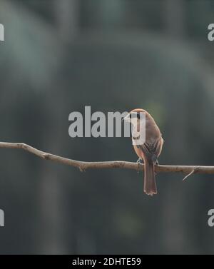 une crevette brune (lanius cristatus) qui perce sur branche, dans la région du delta du sundarbans, dans le bengale occidental, en inde Banque D'Images